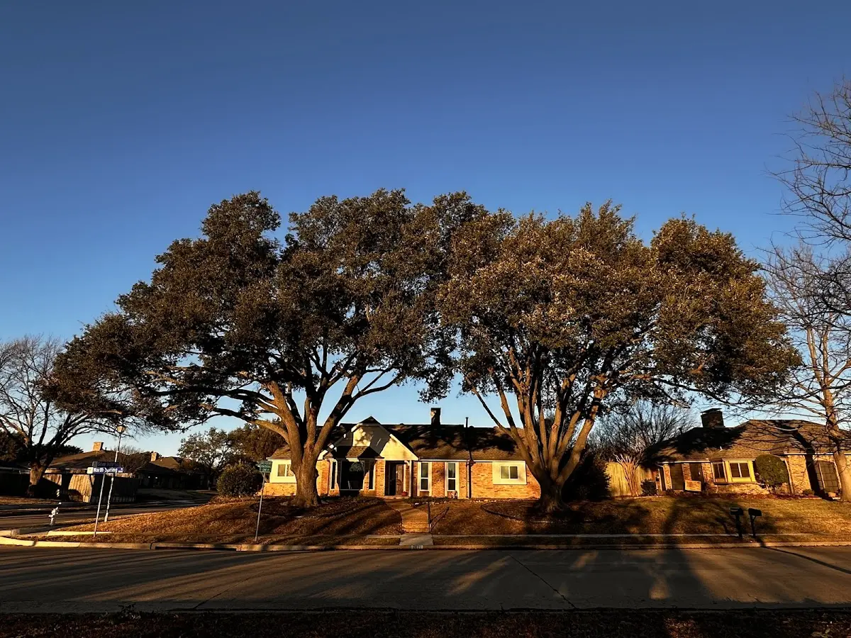 Established residential canopy tree shading a home in Sandown
