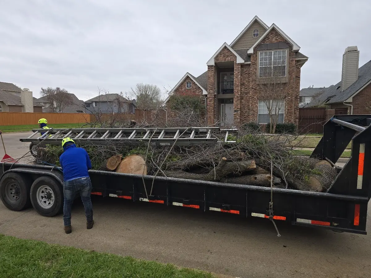 Expert Tree Pest Control with proper safety equipment in Sandown
